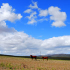 Cattle Farms in Napier